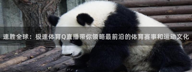 速胜全球：极速体育Q直播带你领略最前沿的体育赛事和运动文化