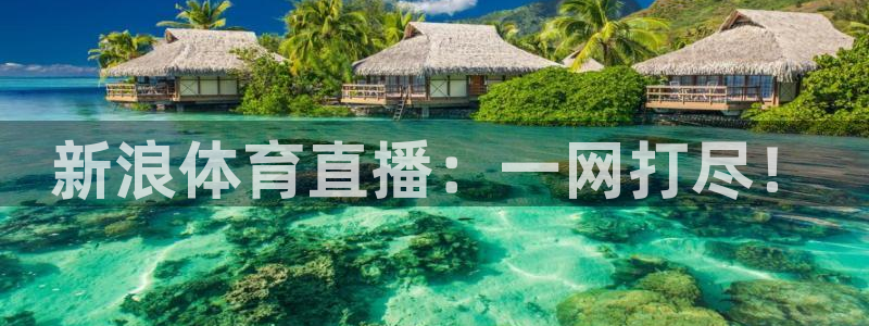 新浪体育直播：一网打尽！