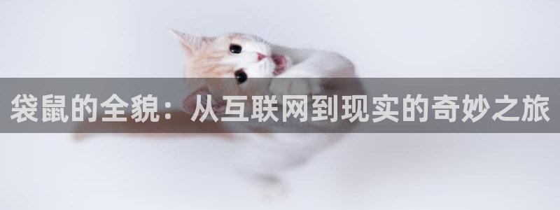 袋鼠的全貌：从互联网到现实的奇妙之旅