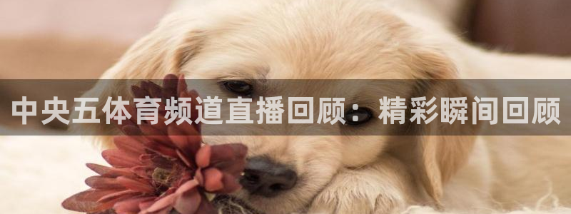 中央五体育频道直播回顾：精彩瞬间回顾